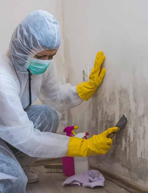 techniques-do-we-employ-for-effective-mould-remediation