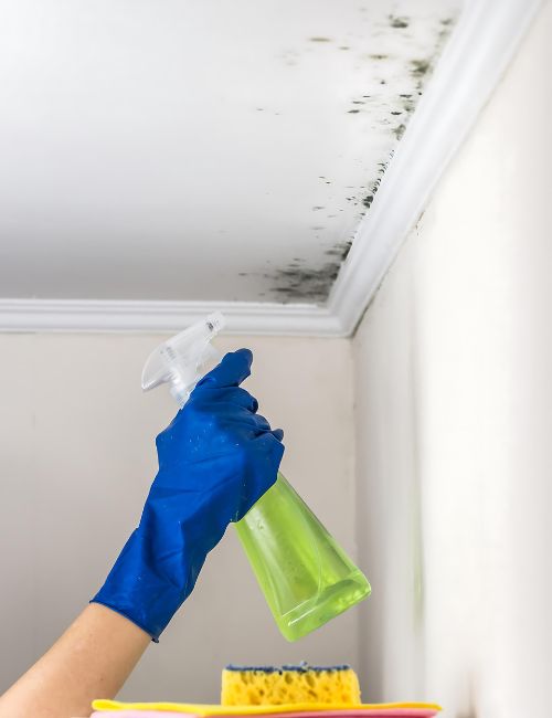 techniques-do-we-employ-for-effective-mould-remediation