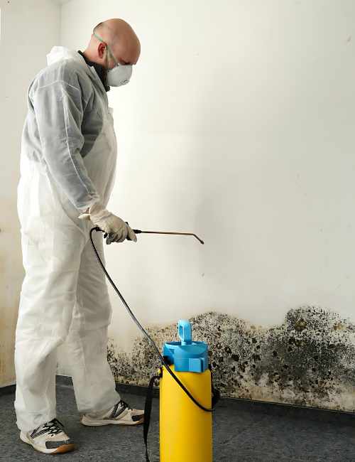 techniques-do-we-employ-for-effective-mould-remediation