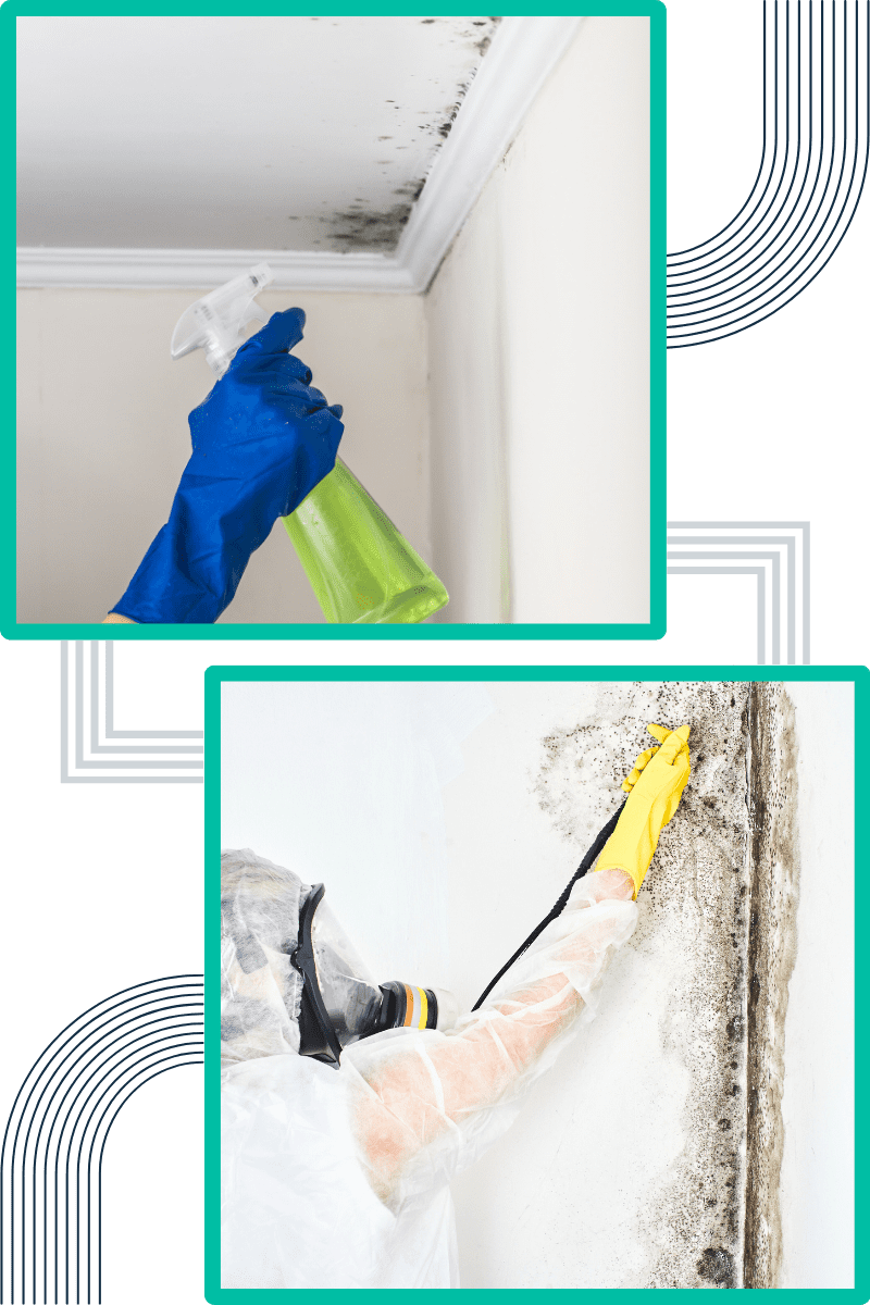 common-signs-of-mould-in-commercial-properties