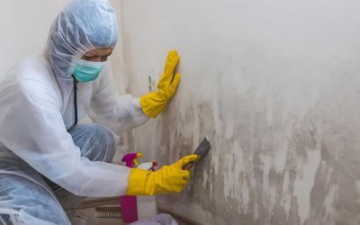 Best Anti Mould Paint in Ireland