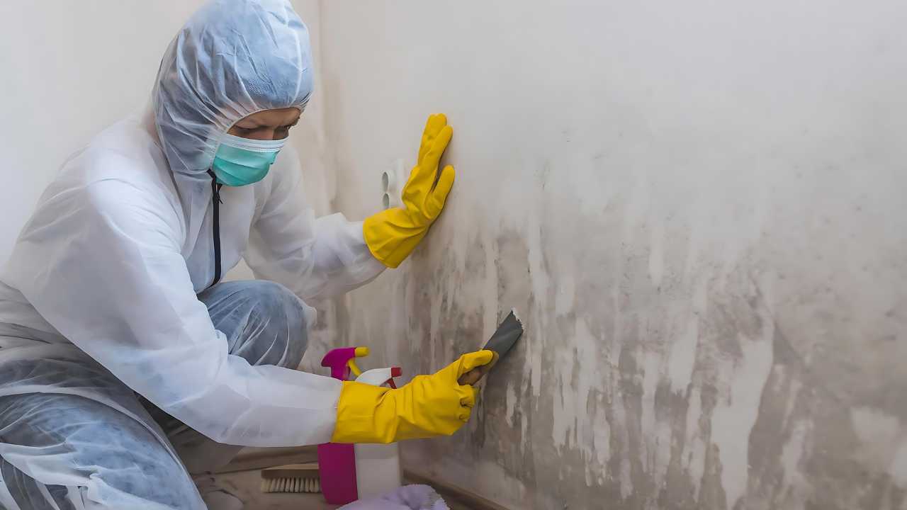 best-anti-mould-paint-ireland best-anti-mould-paint-ireland