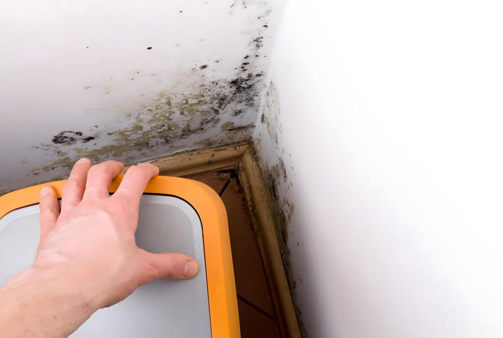 how mould grows in damp areas