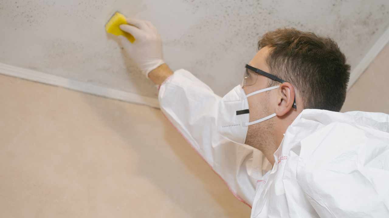 what-are-the-health-hazards-of-mould