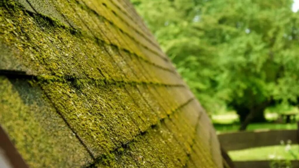 how much does roof moss removal cost 1