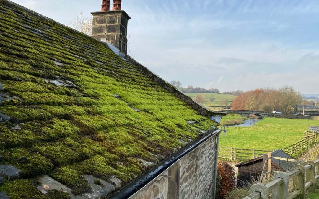 Is Roof Moss Harmful to My Home?