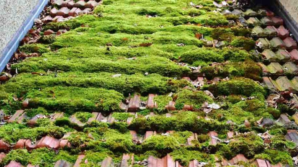 roof-moss-removal-bad-for-your-home