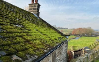 What Are the Risks of Leaving Moss on Your Roof?