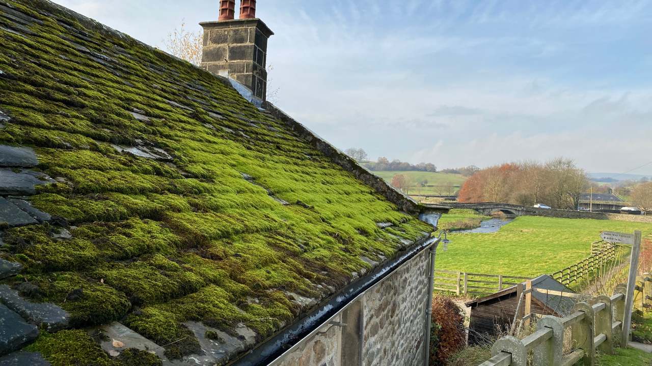 moss-on-roof