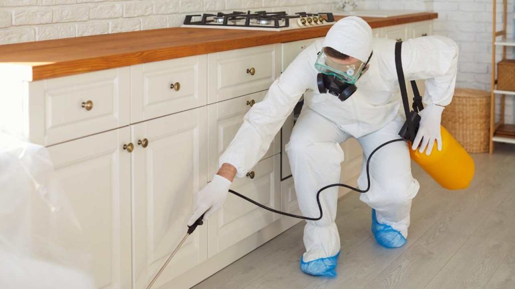 How Do the Professionals Help to Remove Indoor Mould? 2 preventative measures and guidance in mould removal