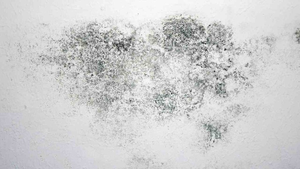 10 Signs You Have a Hidden Mould Problem at Home 1 visible mould spots in homes