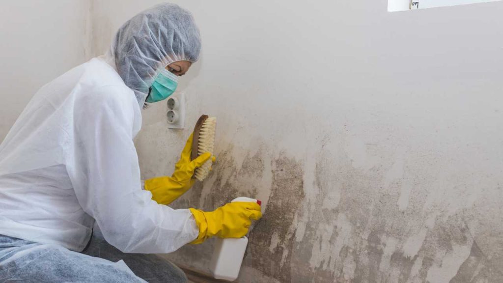 Why Many Irish Homes Suffer Condensation: Causes, Effects and Solutions 2 growth-of-mould-and-mildew