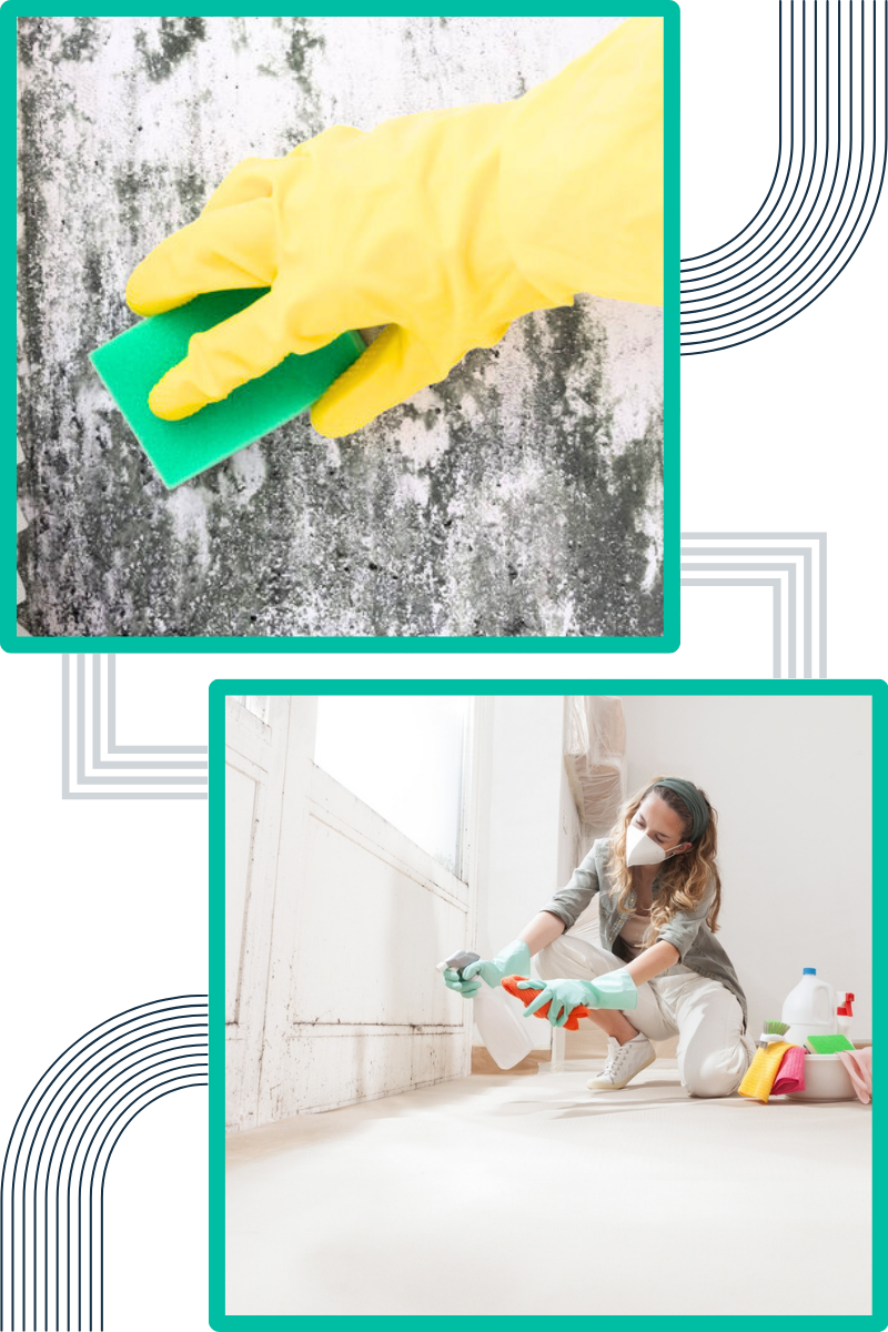 techniques-do-we-employ-for-effective-mould-remediation techniques-do-we-employ-for-effective-mould-remediation