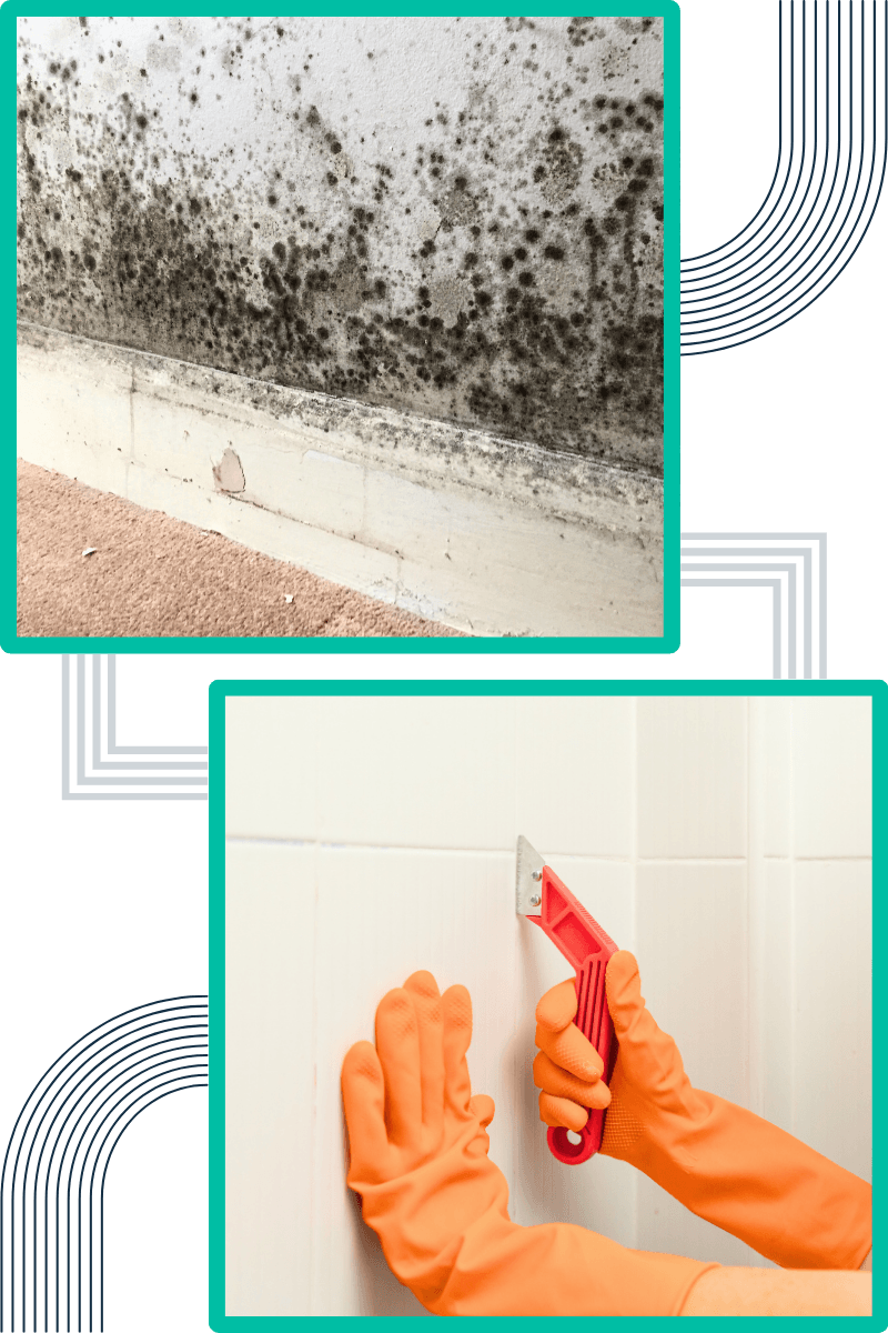 common-signs-of-mould-in-commercial-properties common-signs-of-mould-in-commercial-properties