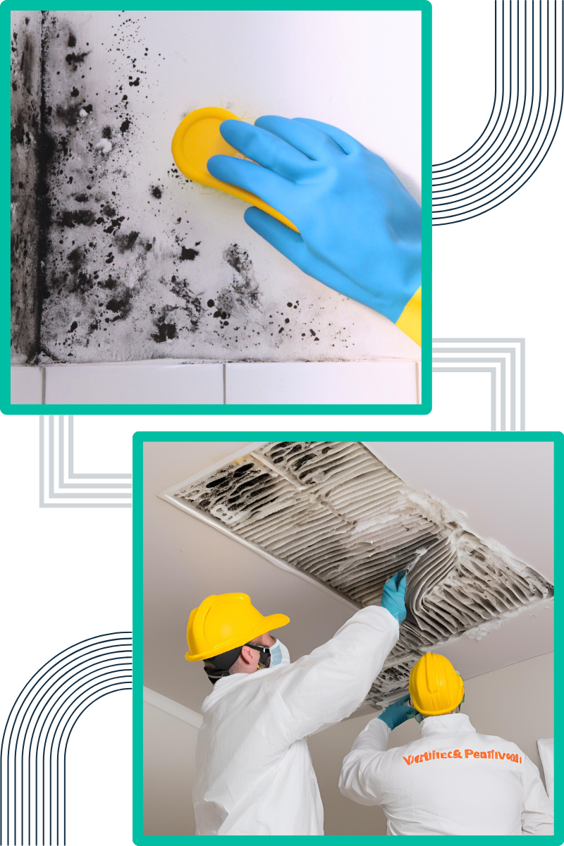 common-signs-of-mould-in-commercial-properties