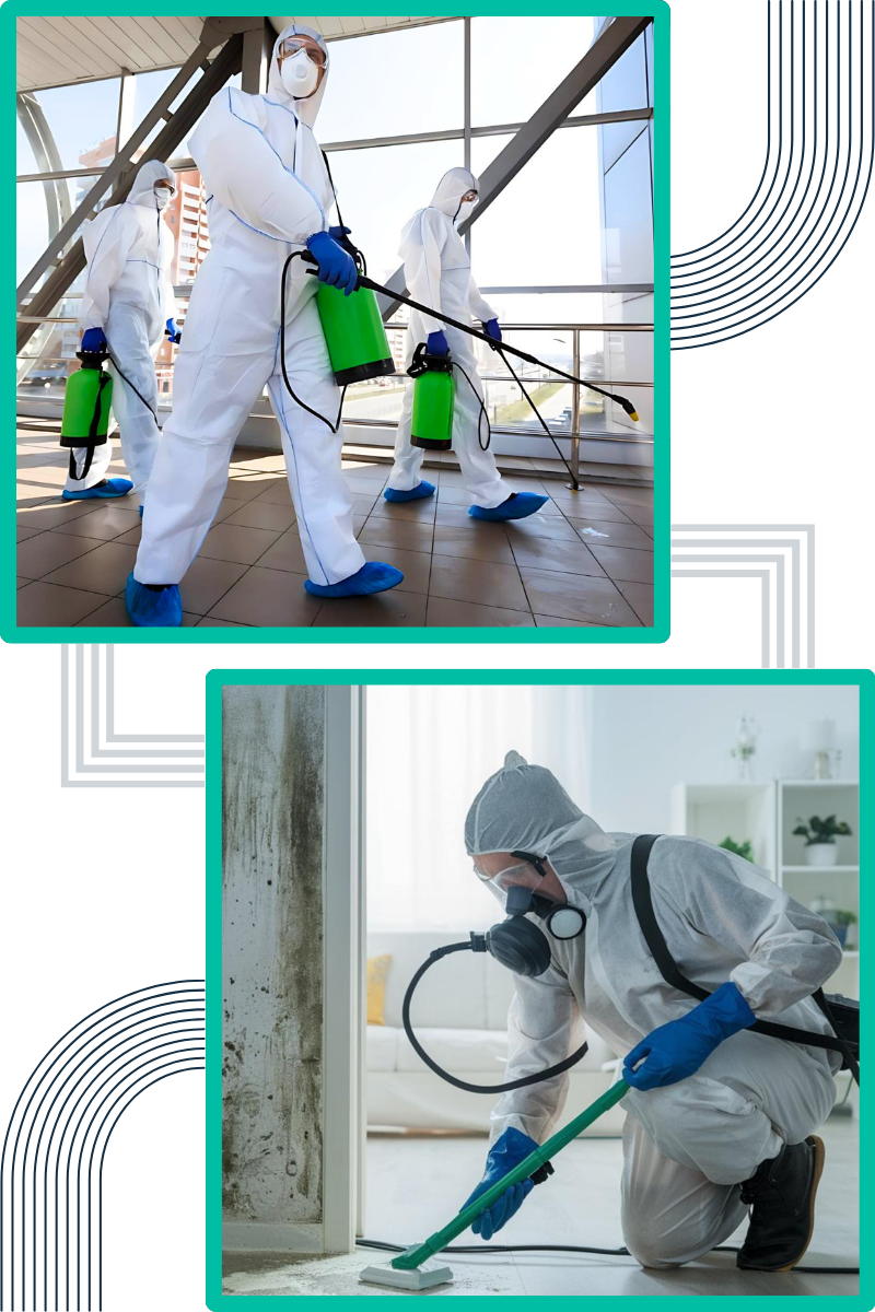 techniques-do-we-employ-for-effective-mould-remediation